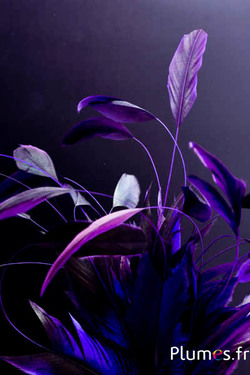 Gallo frusta Body Split - 23-28 cm - nero-melanzana